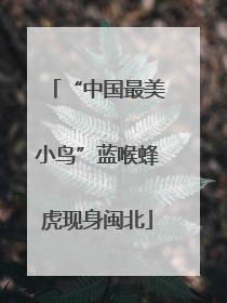 “中国最美小鸟”蓝喉蜂虎现身闽北
