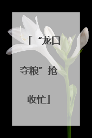 “龙口夺粮”抢收忙