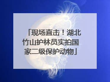 现场直击！湖北竹山护林员实拍国家二级保护动物