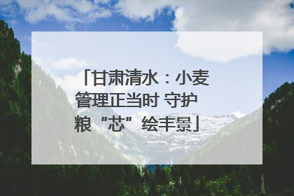 甘肃清水：小麦管理正当时 守护粮“芯”绘丰景