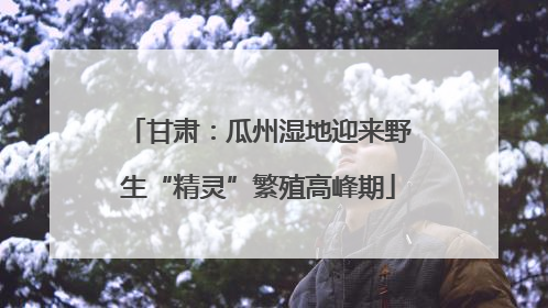 甘肃：瓜州湿地迎来野生“精灵”繁殖高峰期