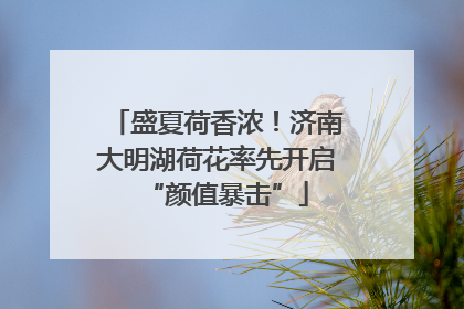 盛夏荷香浓！济南大明湖荷花率先开启“颜值暴击”