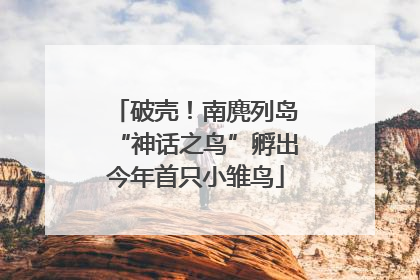 破壳！南麂列岛“神话之鸟”孵出今年首只小雏鸟