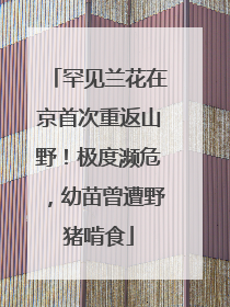 罕见兰花在京首次重返山野！极度濒危，幼苗曾遭野猪啃食