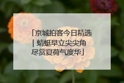 京城拍客今日精选｜蜻蜓早立尖尖角 尽赏夏荷气度华