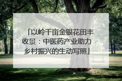 以岭千亩金银花田丰收景：中医药产业助力乡村振兴的生动写照
