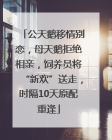 公天鹅移情别恋，母天鹅拒绝相亲，饲养员将“新欢”送走，时隔10天原配重逢