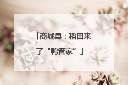 商城县：稻田来了“鸭管家”