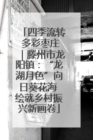 四季流转 多彩枣庄｜滕州市龙阳镇：“龙湖月色”向日葵花海 绘就乡村振兴新画卷