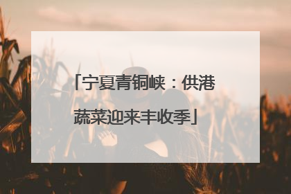 宁夏青铜峡：供港蔬菜迎来丰收季