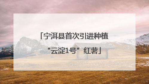 宁洱县首次引进种植“云淀1号”红薯