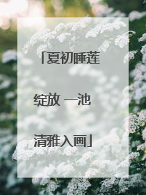 夏初睡莲绽放 一池清雅入画