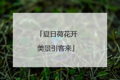 夏日荷花开 美景引客来