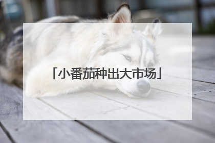 小番茄种出大市场