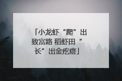 小龙虾“爬”出致富路 稻虾田“长”出金疙瘩