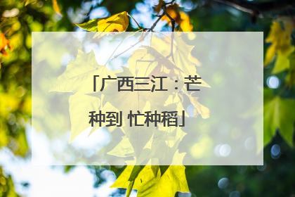 广西三江：芒种到 忙种稻