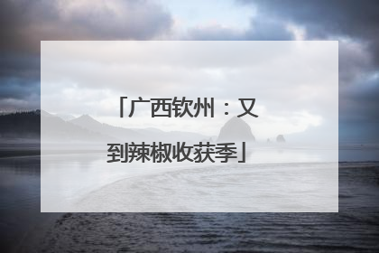 广西钦州：又到辣椒收获季