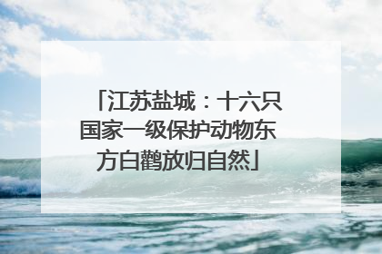 江苏盐城：十六只国家一级保护动物东方白鹳放归自然