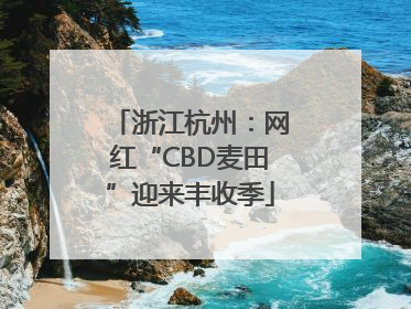 浙江杭州：网红“CBD麦田”迎来丰收季