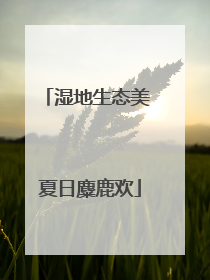 湿地生态美 夏日麋鹿欢