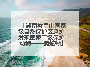 湖南舜皇山国家级自然保护区巡护发现国家二级保护动物——脆蛇蜥