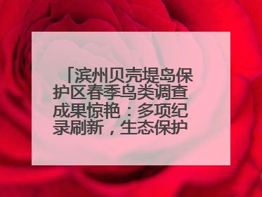 滨州贝壳堤岛保护区春季鸟类调查成果惊艳：多项纪录刷新，生态保护成效显著