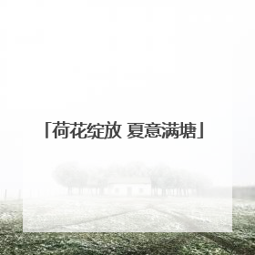 荷花绽放 夏意满塘
