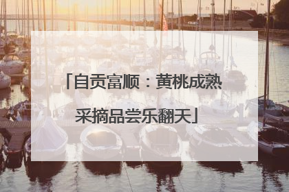 自贡富顺：黄桃成熟 采摘品尝乐翻天