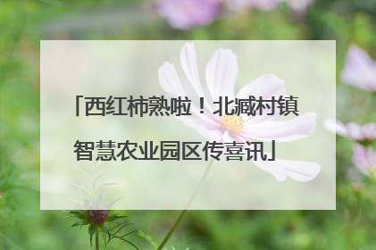 西红柿熟啦！北臧村镇智慧农业园区传喜讯
