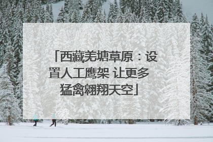 西藏羌塘草原：设置人工鹰架 让更多猛禽翱翔天空
