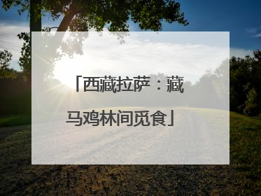 西藏拉萨：藏马鸡林间觅食