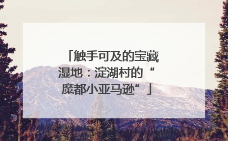 触手可及的宝藏湿地：淀湖村的“魔都小亚马逊”