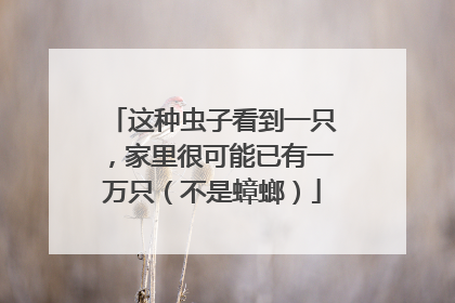 这种虫子看到一只，家里很可能已有一万只（不是蟑螂）