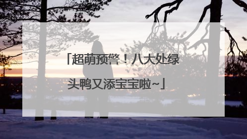 超萌预警！八大处绿头鸭又添宝宝啦~
