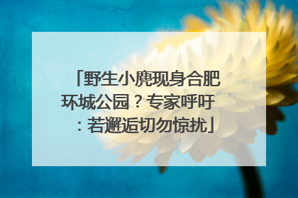 野生小麂现身合肥环城公园？专家呼吁：若邂逅切勿惊扰