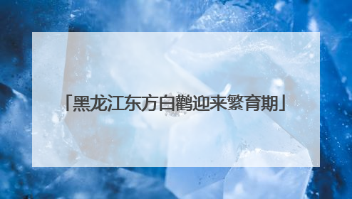 黑龙江东方白鹳迎来繁育期