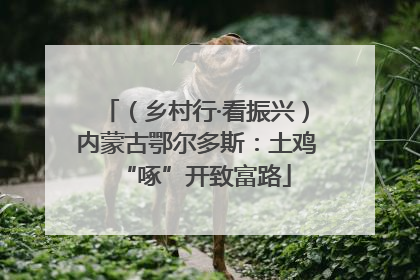 （乡村行·看振兴）内蒙古鄂尔多斯：土鸡“啄”开致富路