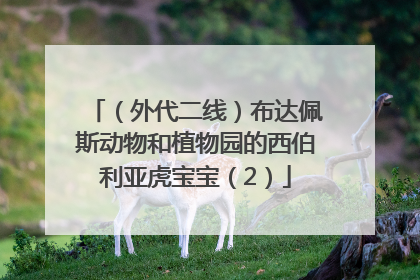 （外代二线）布达佩斯动物和植物园的西伯利亚虎宝宝（2）
